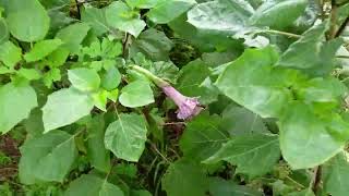 Black datura very plant [upl. by Muraida995]