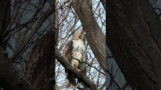 Red tailed hawk scanning the park [upl. by Magdalene]