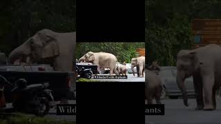 😁😁😁😁😁 elephants wildlife [upl. by Nisotawulo453]