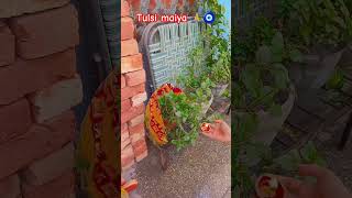 Jai tulsi maiya tulsikeupay vastutips viralshort shortvideo [upl. by Surovy]