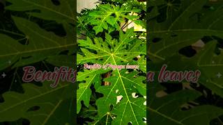 Benefits of Papaya leaves🌿 Dont forget to subscribe for more healthy content 🫴🫶likeshare [upl. by Quarta]