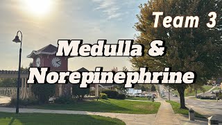 Medulla amp Norepinephrine [upl. by Maeve]