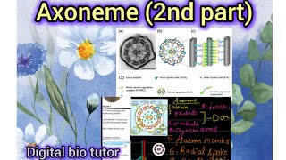 The Axoneme💁‍♀️Structure Explained Part 2biology neet [upl. by Oyr]