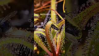 King sundew eating a fly time lapse 🌱🪰 shorts sundew timelapse [upl. by Tiebold]