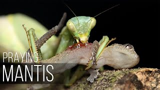 PRAYING MANTIS attacks EVERYTHING that MOVES Praying mantis vs lizard spider Praying mantis Facts [upl. by Bette805]