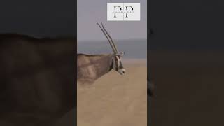 Pronghorn shorts ytshorts viralshorts wildlife nature animals pathshalaplace pronghorn [upl. by Atnas]