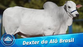 Dexter da Alô Brasil [upl. by Asnarepse]