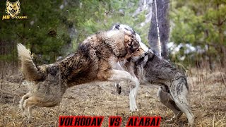 Caucasian Volkodav versus Alabai Dog  Which One is the Strongest [upl. by Ahsiniuq]