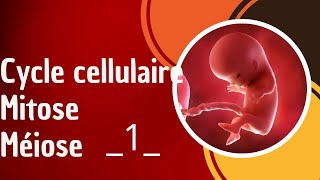 Cycle cellulaire Mitose méiose partie 1 [upl. by Nebur]