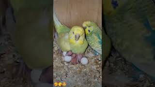 😘🥰bajritoteandekabdetehain birds fishbajritotekitnedinmaiandedetehain parrot loveprankking [upl. by Derril]