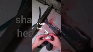 Bonnethead SHARK CATCH n COOK floridafishing fishing shark sharkfishing [upl. by Akinehs]