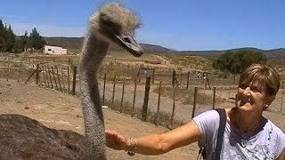 Karoo Ostrich Farm South Africa [upl. by Galina]