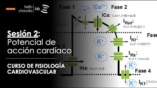 Potencial de acción del tejido miocárdico [upl. by Ardnua872]