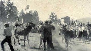 Old Miners Days Burro Race [upl. by Codd]