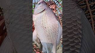 Asian Country Fishing shorts  Amazing Rural Fishing Video 🐟 Best Asian Fishing Technique shorts [upl. by Ellwood]