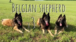 Belgian Shepherd Tervuren  Triple Trouble [upl. by Elmore904]