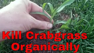 DIY Organic crabgrass control How to kill crabgrass without using chemicals [upl. by Aicilyt]