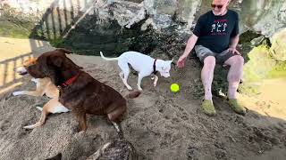 Larchmont Dog Beach 72724 [upl. by Emelda]