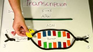 Transcripción del ADN Maduracion ARNm accion inhibidores de transcripcion [upl. by Nylsoj]