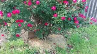 Worm Castings On Roses [upl. by Eenahpets]