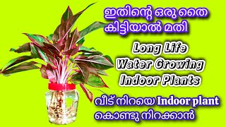 Fast Growing Plants At Home [upl. by Ybanrab]