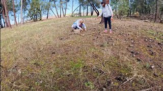 OTRO DÍA BUSCANDO NISCALOS SETAS DE CARDO Y ALGUNA VEZ BOLETUS [upl. by Dedrick11]