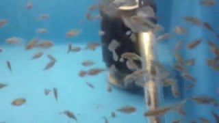 Amphilophus Chancho Cichlids  Documented Growth Rate [upl. by Anibur887]