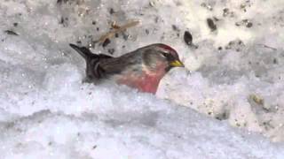 Common Redpoll in the snow [upl. by Aivat280]