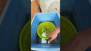 zebra fish breeding result shorts [upl. by Ttam]