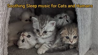 Relaxing MUSIC FOR CATS and humans Heilungsfrequenz für KATZENampMENSCHEN Entspannendestampycat [upl. by Lietman]