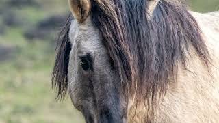 Wild amp Free  Wild Horses  Wildlebende Pferde  Mustangs  Koniks  Giara [upl. by Zednanreh]