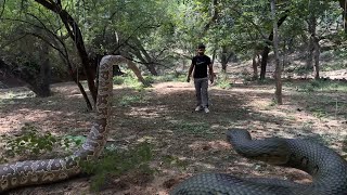 Anaconda Snake Chasing Boy  TB FILMS [upl. by Eelibuj]