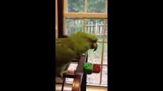 Parrot sings Margaritaville [upl. by Freda]