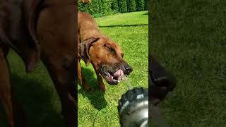 When Rhodesian Ridgebacks attack lol ridgeback rhodesianridgeback fighting fun lol [upl. by Ayel]