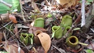 Nepenthes Ampullaria  Borneo  Bako National Park [upl. by Latsryc]