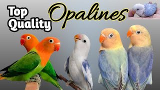 How to produce top quality Opalines  Quality Opalines love4birds [upl. by Able354]