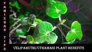 MEDICINAL BENEFITS OF UTHAMANI  வேலிப்பருத்தி or உத்தாமணி மருத்துவ பயன்கள் [upl. by Timrek]