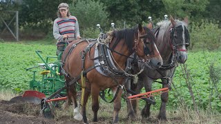 Mehr als Bio in Vorpommern Feldarbeit nur mit Pferden [upl. by Tahp]