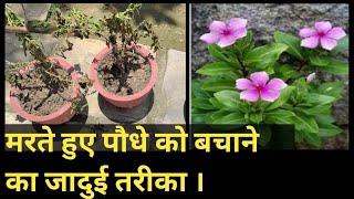 मरते हुए पौधे को कैसे बचाएँ ।How to Revive Dead PlantsTrick To revive Dead almost dead plant [upl. by Nilya966]