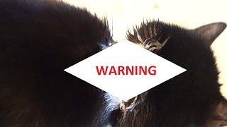 FLEA COLLAR BURNED MY CAT WARNING [upl. by Nnyl]