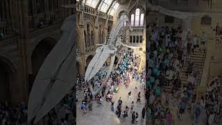 Natural History Museum London [upl. by Ithaman752]