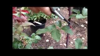 How to Prune a Hybrid Tea Rose Bush [upl. by Atnoled]