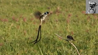 Male PINTAILED WHYDAH Courtship Dance played out at 3 speeds amp Mating [upl. by Eirot]