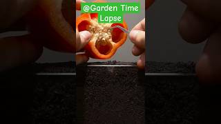 Growing Red Bell Pepper Plant  Time Lapse timelapse redbellpepper [upl. by Codel]