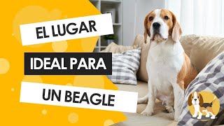 ¿Cómo cuidar tu casa de tu BEAGLE [upl. by Jessica]