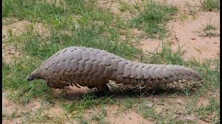 Pangolins Saving the worlds most trafficked mammal [upl. by Enalahs]