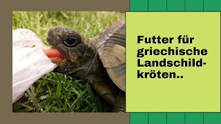 Futter für griechische Landschildkröten [upl. by Ahsienek]