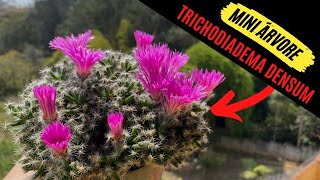 Como criar uma mini árvore com uma Trichodiadema Densum  Conhecida como Bonsai Africano  suculenta [upl. by Yaras]