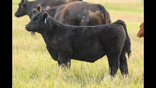 Reimann Pasture Sale 2024  Tag 61 [upl. by Anitnatsnoc]