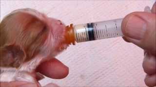 Using a Syringe to Feed a Newborn Puppy [upl. by Valene859]